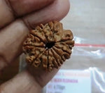 Load image into Gallery viewer, Ten Mukhi Rudraksha (9000)