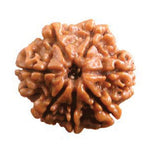 Load image into Gallery viewer, Seven Mukhi Rudraksha (2000)