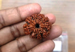 Load image into Gallery viewer, Nine Mukhi Rudraksha (9000)