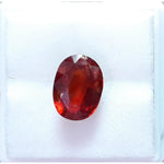 Load image into Gallery viewer, Ceylonese Gomed-(1100)