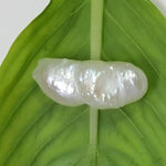 Load image into Gallery viewer, 3.65/CT Keshi Pearl Govt. Lab Report