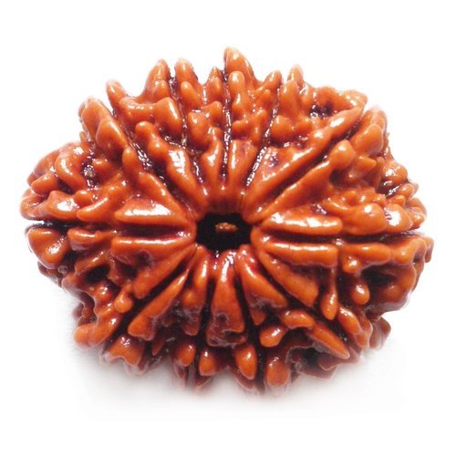 Eleven Mukhi Nepali Rudraksha (12000)