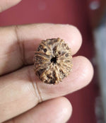 Load image into Gallery viewer, Eleven Mukhi Indonesian Rudraksha (3500)