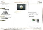 Load image into Gallery viewer, 7.27/CT South Sea Pearl with Govt. Lab Certificate-1550