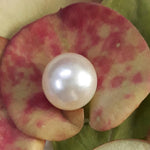 Load image into Gallery viewer, 3.67 Carat Natural South Sea Pearl With Lab Certificate