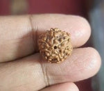 Load image into Gallery viewer, Seven Mukhi Indonesian Rudraksha-(1050)