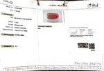 Load image into Gallery viewer, 7.19/CT Natural Red Coral With Govt. Lab Certificate