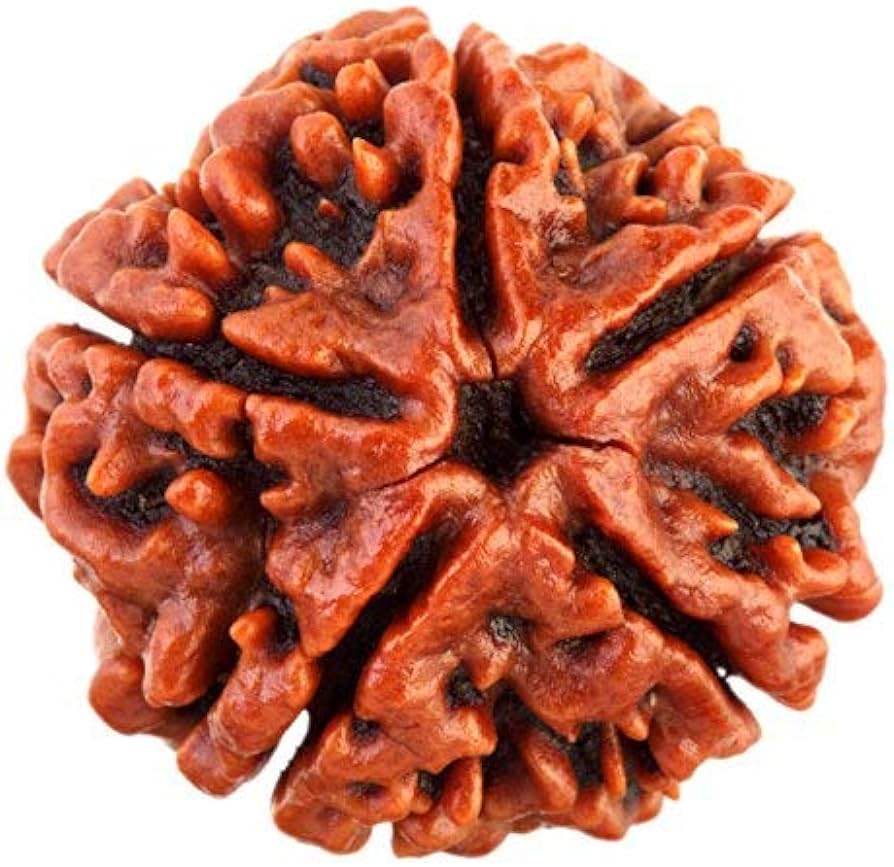Five Mukhi Rudraksha (350)