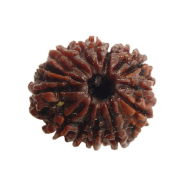 Fourteen Mukhi Nepali Rudraksha (61000)