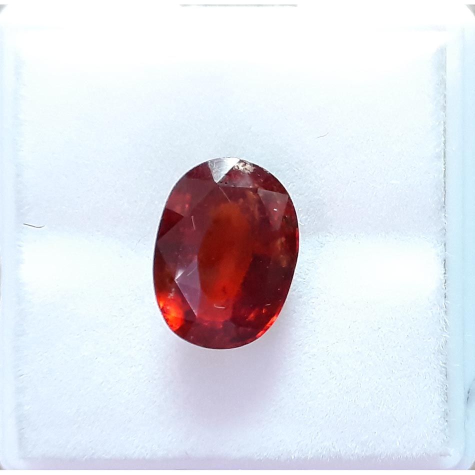 Ceylonese Gomed-(1100)