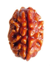 Two Mukhi Nepali Rudraksha with Silver (2530)