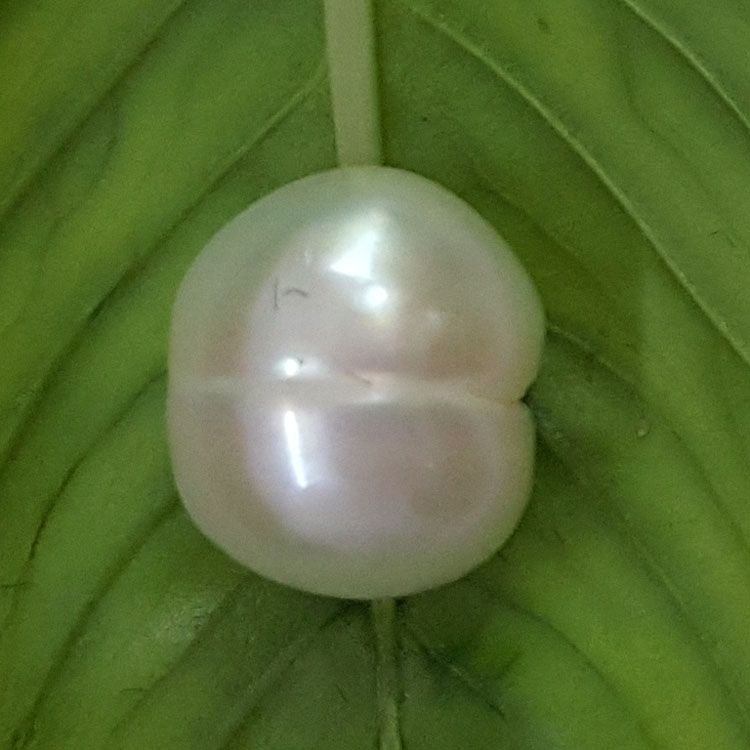 3.35/CT Natural Keshi Pearl With Lab Report