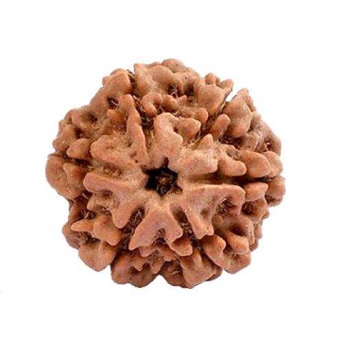 Six Mukhi Rudraksha (500)