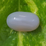 Load image into Gallery viewer, 13.21 Ratti Natural Opal with Govt. Lab Certificate-(610)